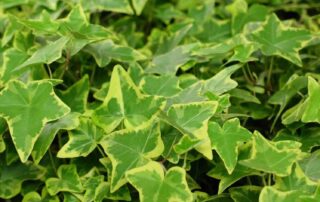 Dit zijn de voordelen van een Hedera schutting in je tuin