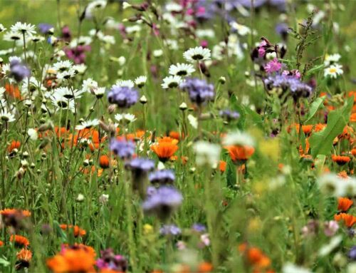 11 april landelijke PesticideVrij-dag