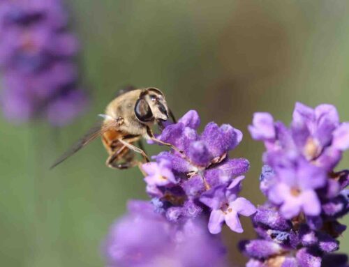 Planten die je tuin én je keuken verrijken