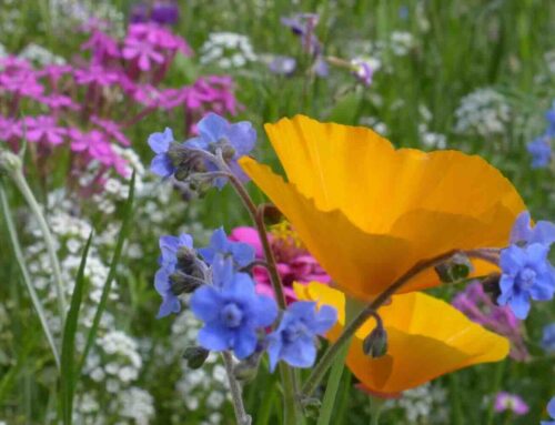 Eindeloos bloemen plukken uit eigen tuin