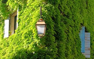 Groene gevels en daken, een duurzame oplossingen voor de stad