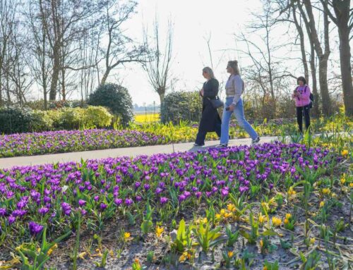 Keukenhof 2025 is open en dat is goed voor het brein