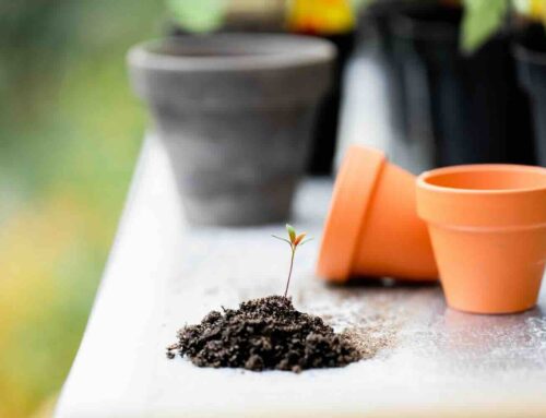 Waarom plantoloog worden zo belangrijk is
