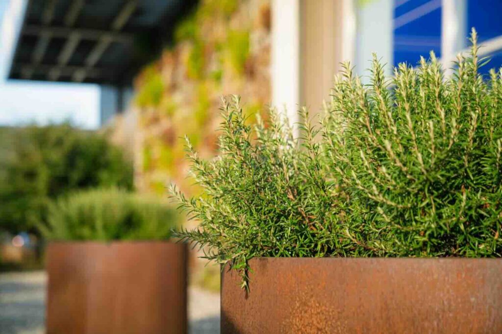 Je eigen kruidentuin: 7 tips om nu al mee te starten