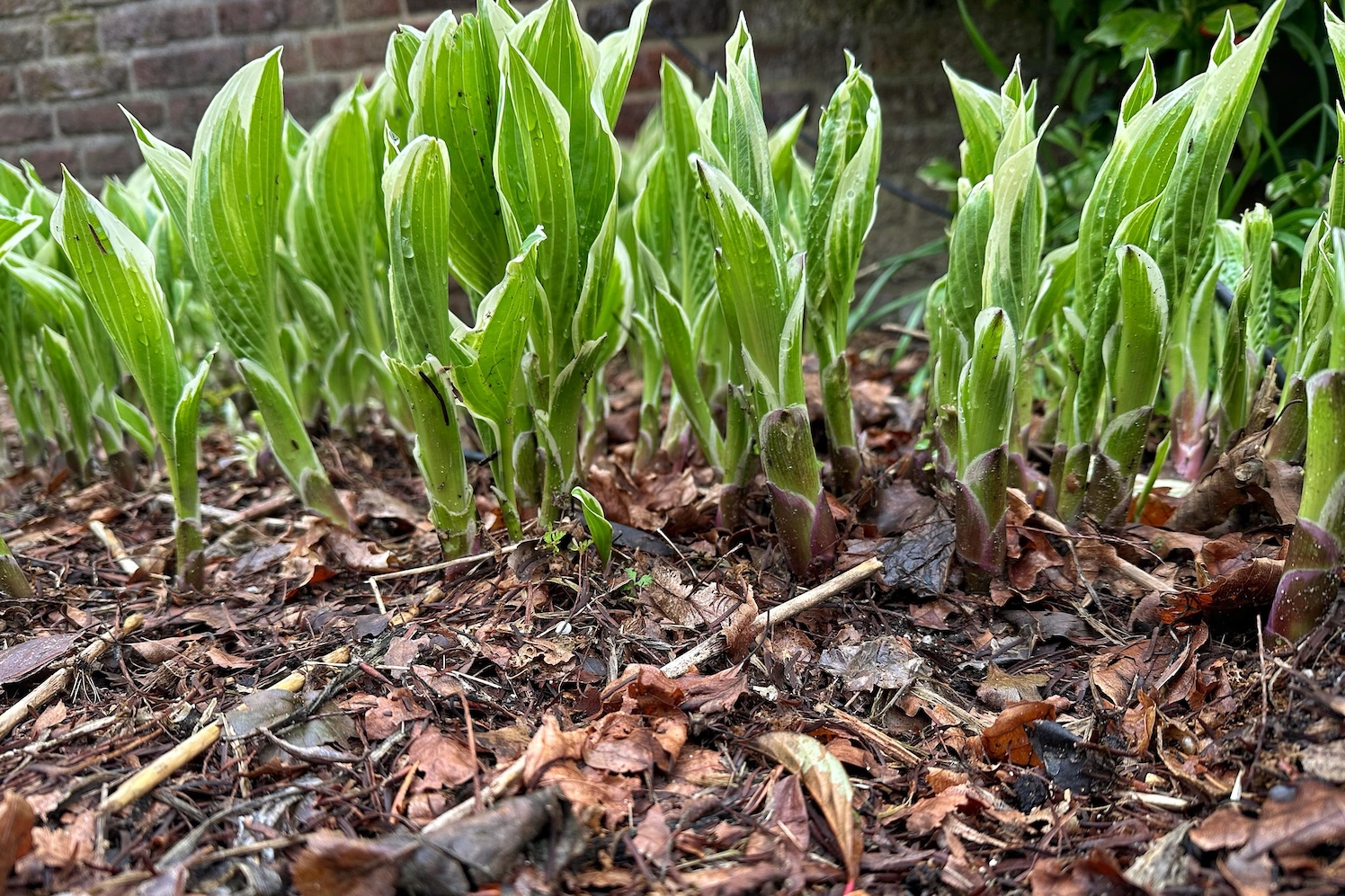 Slakken komen in grote getalen onder de mulchlaag vandaan Ze zijn er weer, slakken in de tuin