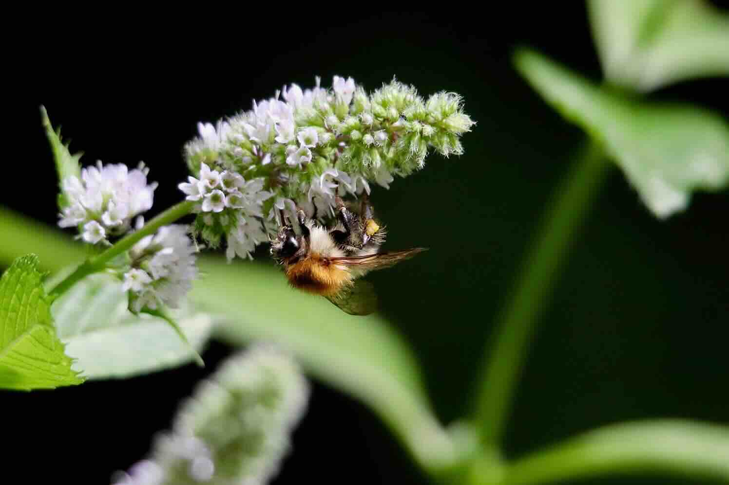 dark-bumblebee-munt Diervriendelijke oplossingen voor ongewenst bezoek in je tuin