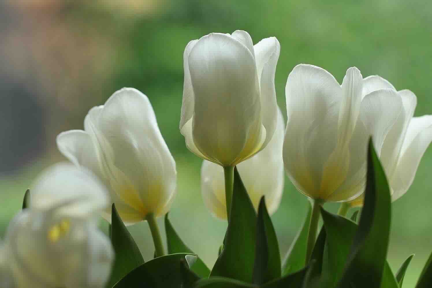 flowers-tulpen Bloemen- en plantenconsument wil vooral ontzorgd worden