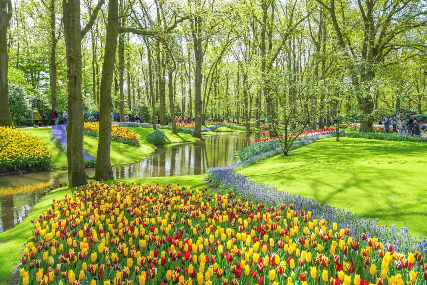 keukenhof-2025 keukenhof