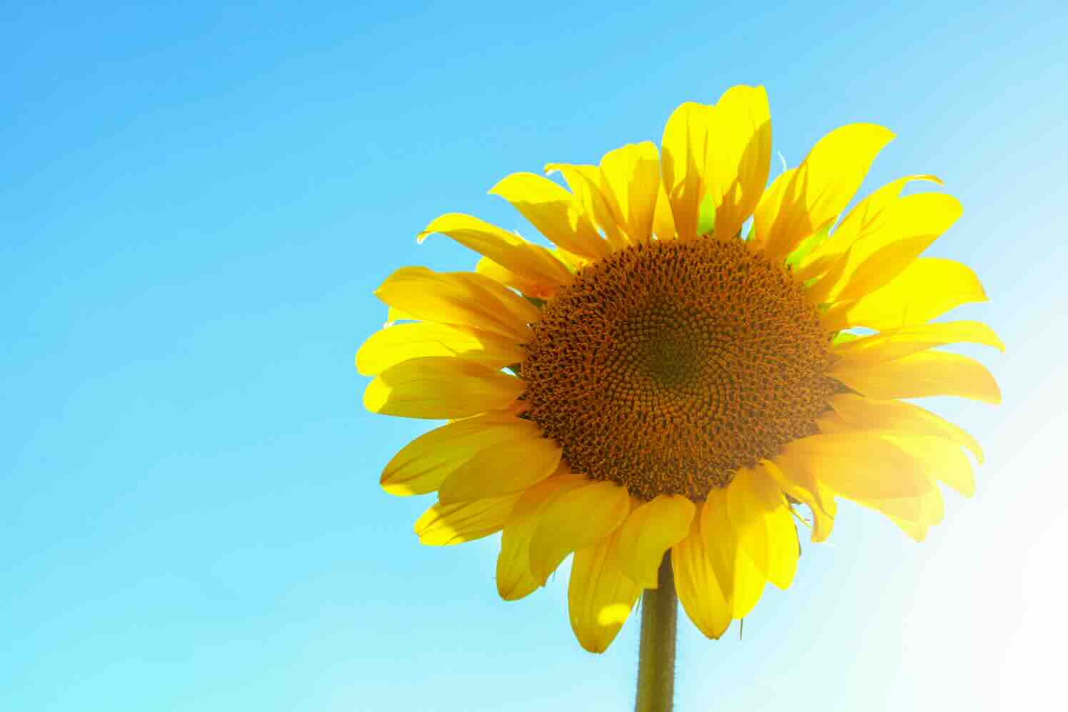 pexels-peterfazekas-zonnebloem Hoe je je ogen beschermt tijdens tuinieren in de zon