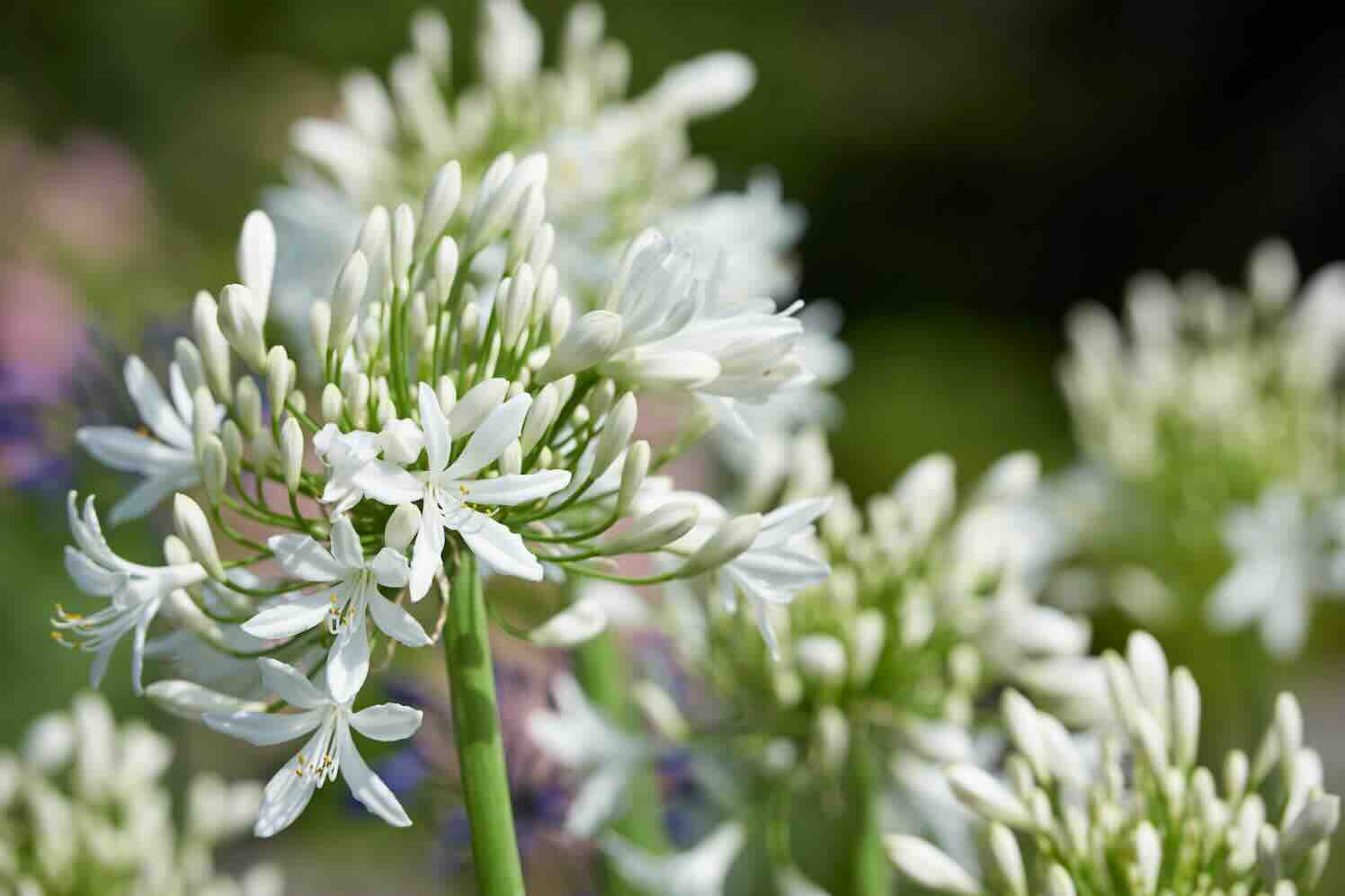 sierui in een romantische zomertuin