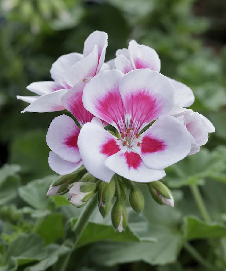 tuingeranium in een romantische zomertuin