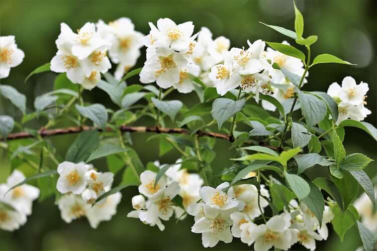 jasmine-jasmijn Natuurlijke materialen voor een warme buitenruimte