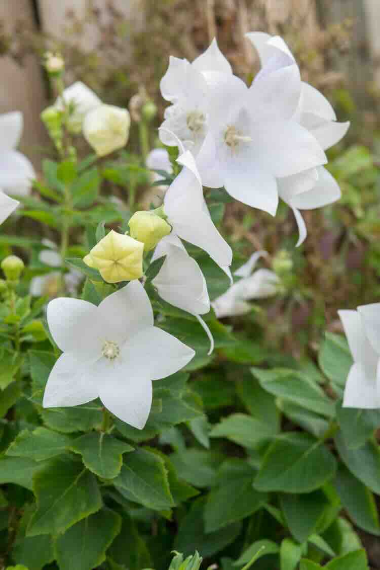 balkonklokje in een romantische zomertuin