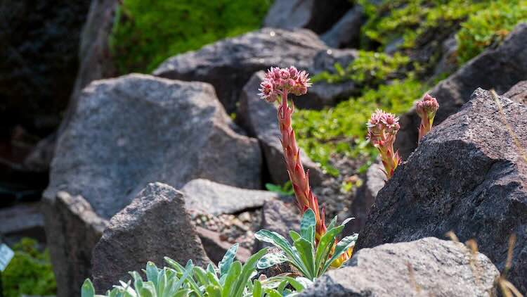 rock-garden-rotstuin Natuurlijke materialen voor een warme buitenruimte