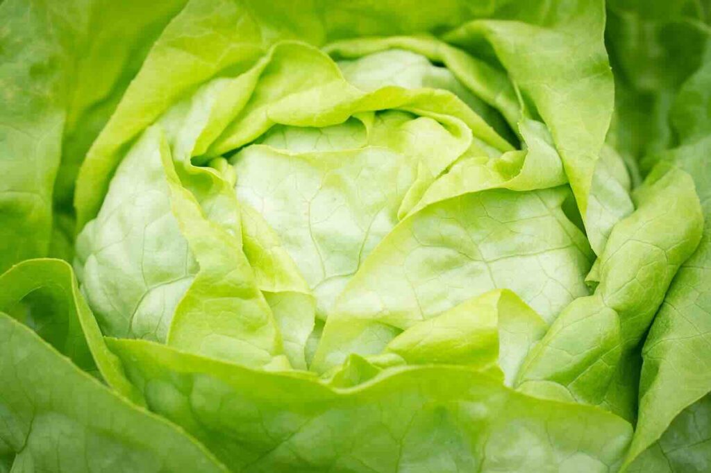 Waarom planten en gewassen goed gedijen in een moestuinbak