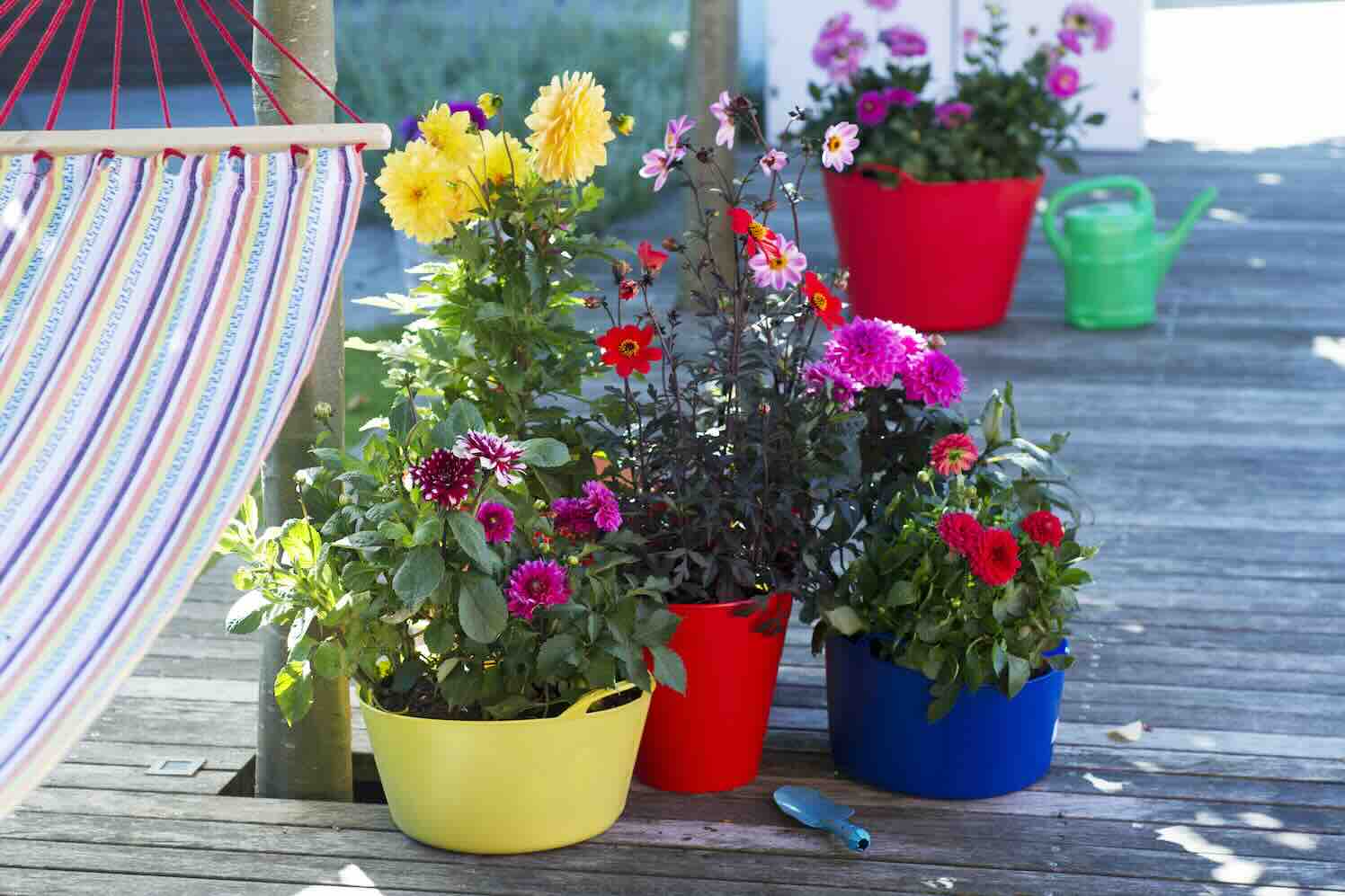 Maak deze zomer een groene wereldreis door je tuin