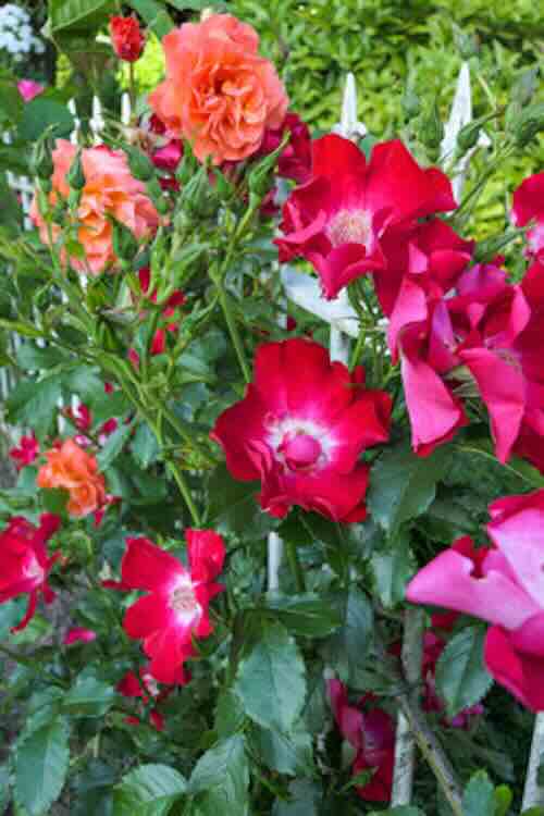 Roses4Gardens 2021 Elke tuin verdient een roos, de parel in elke tuin