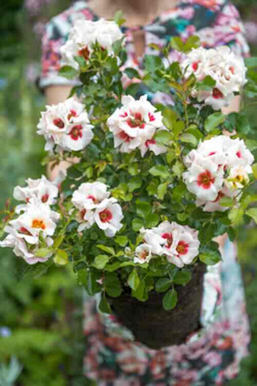 Planting Roses 2022 – Series 1 Elke tuin verdient een roos, de parel in elke tuin