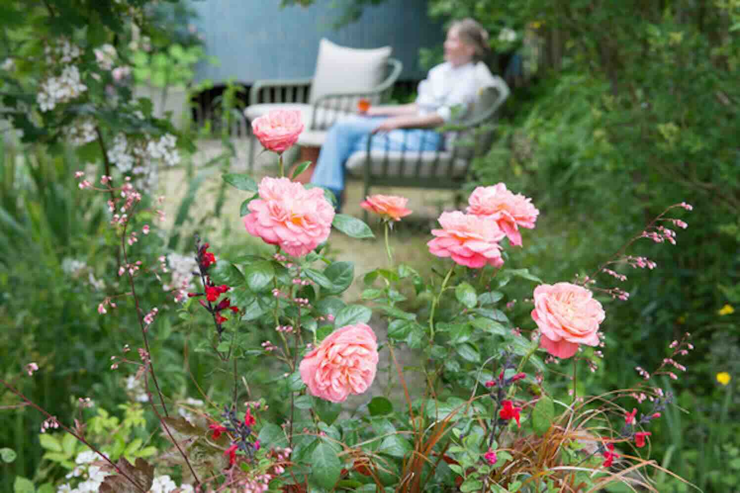 Elke tuin verdient een roos, de parel in elke tuin