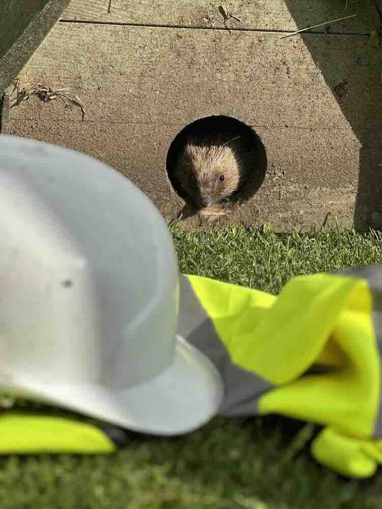 Vakmensen slaan handen ineen om de egel te helpen