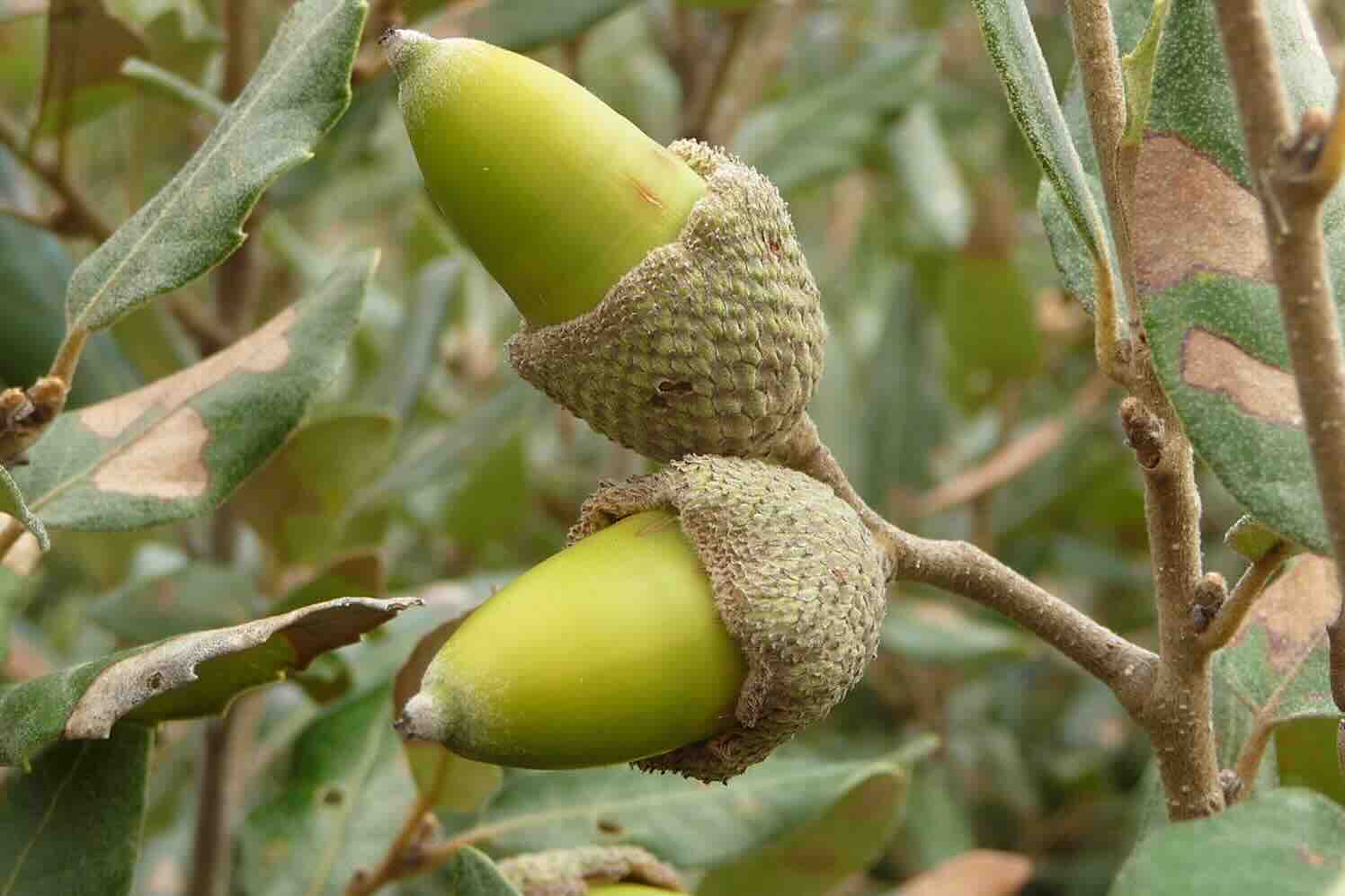 Vijg en steeneik, twee zuidelijke toppers in onze tuinen
