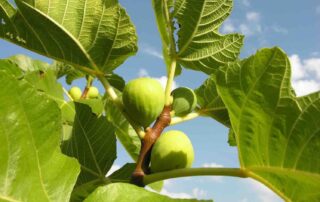 Vijg en steeneik, twee zuidelijke toppers in onze tuinen