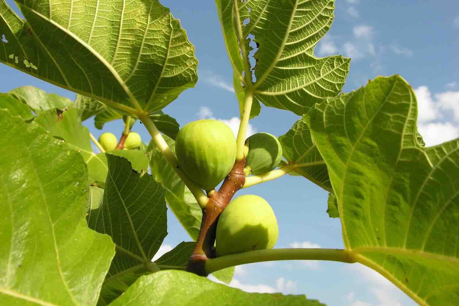 Vijg en steeneik, twee zuidelijke toppers in onze tuinen