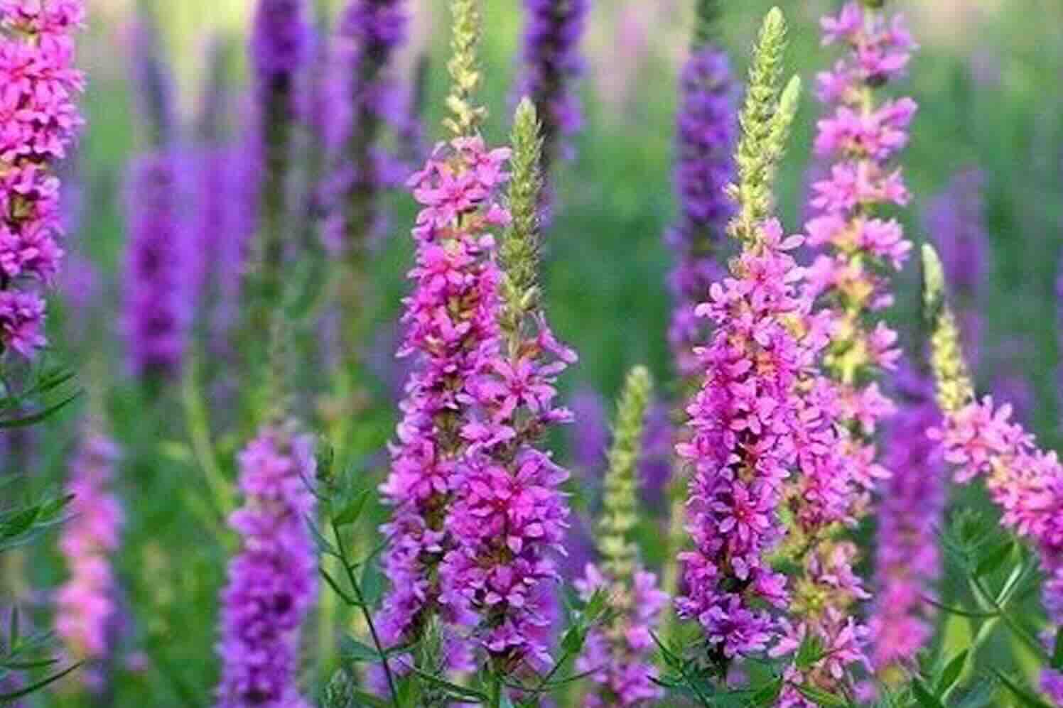 Wat de kleur van je vijverplanten zegt over de waterkwaliteit