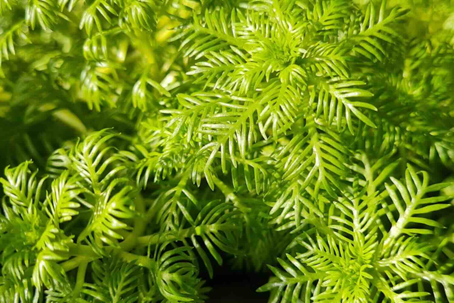 Wat de kleur van je vijverplanten zegt over de waterkwaliteit