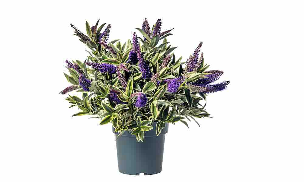 Hebe Varia is uniek in blad en bloei