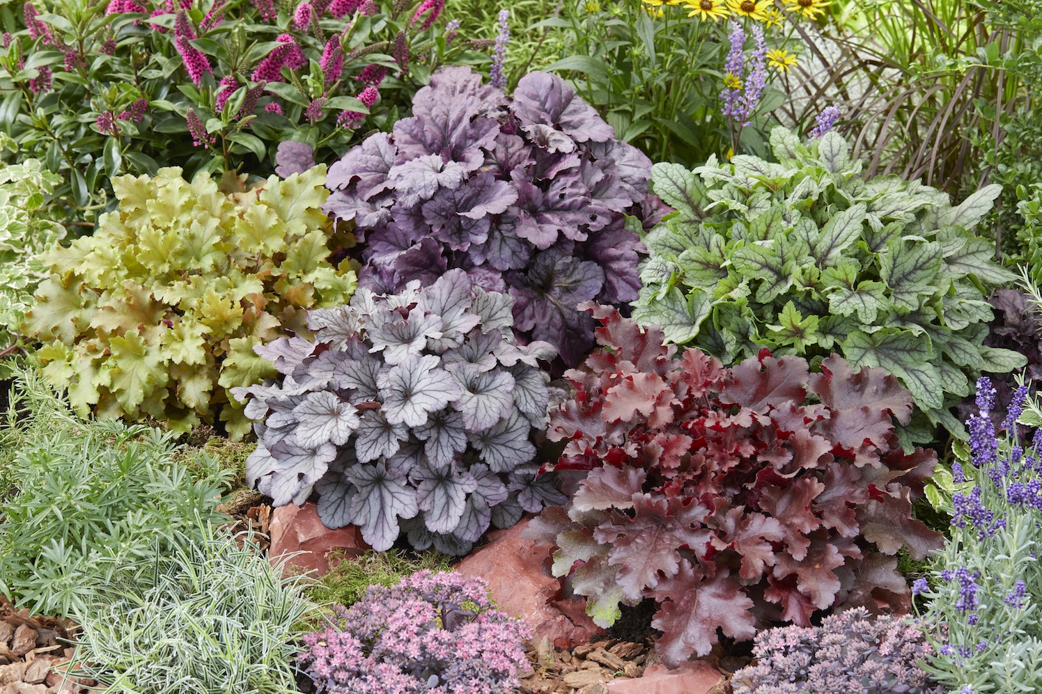 100% biologische Heuchera, een duurzame primeur