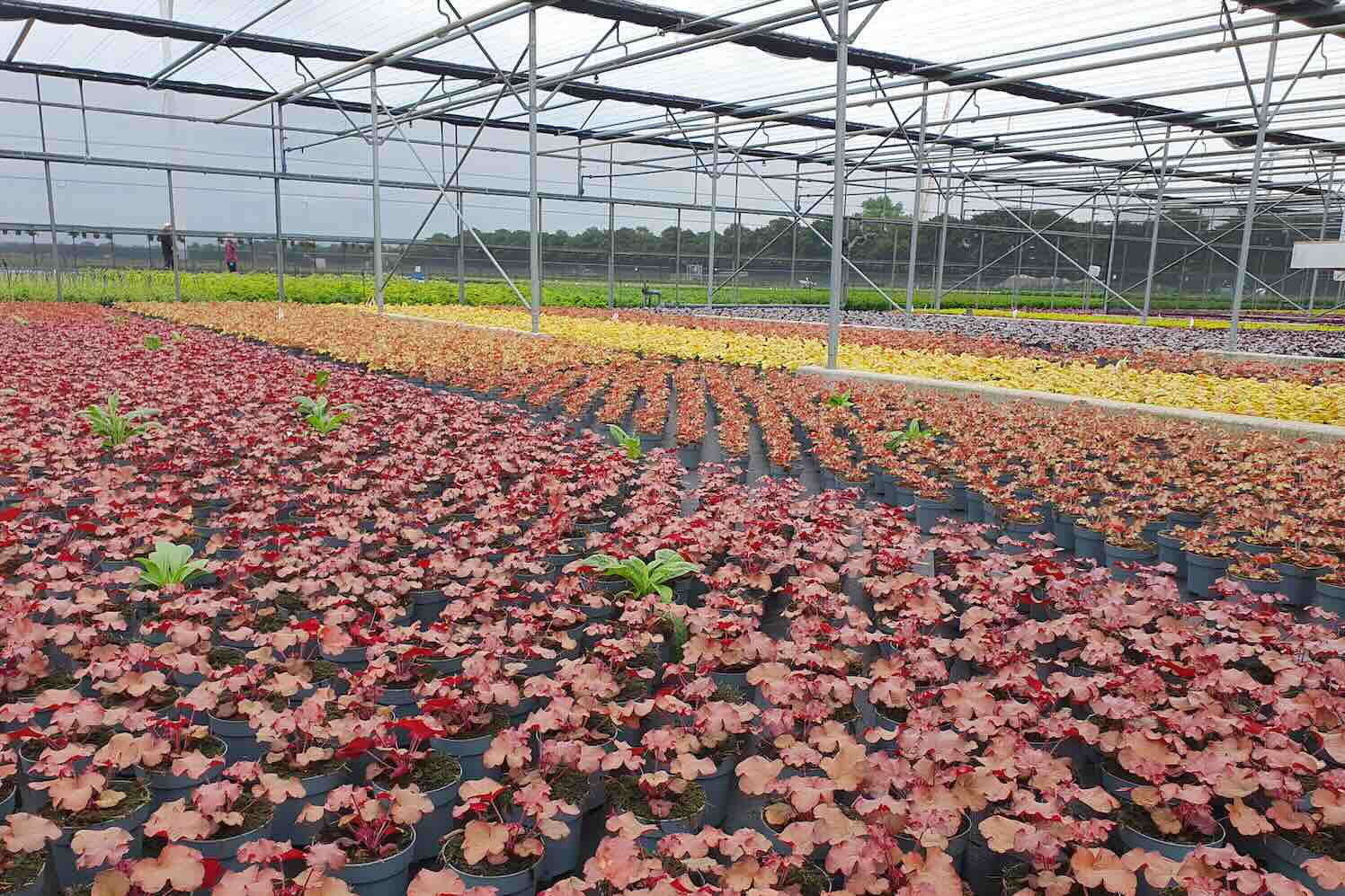 Heuchera kasteelt-CYS 100% biologische Heuchera, een duurzame primeur