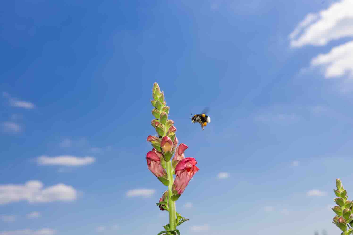 Collectief maakt biologische bloemen kopen makkelijker