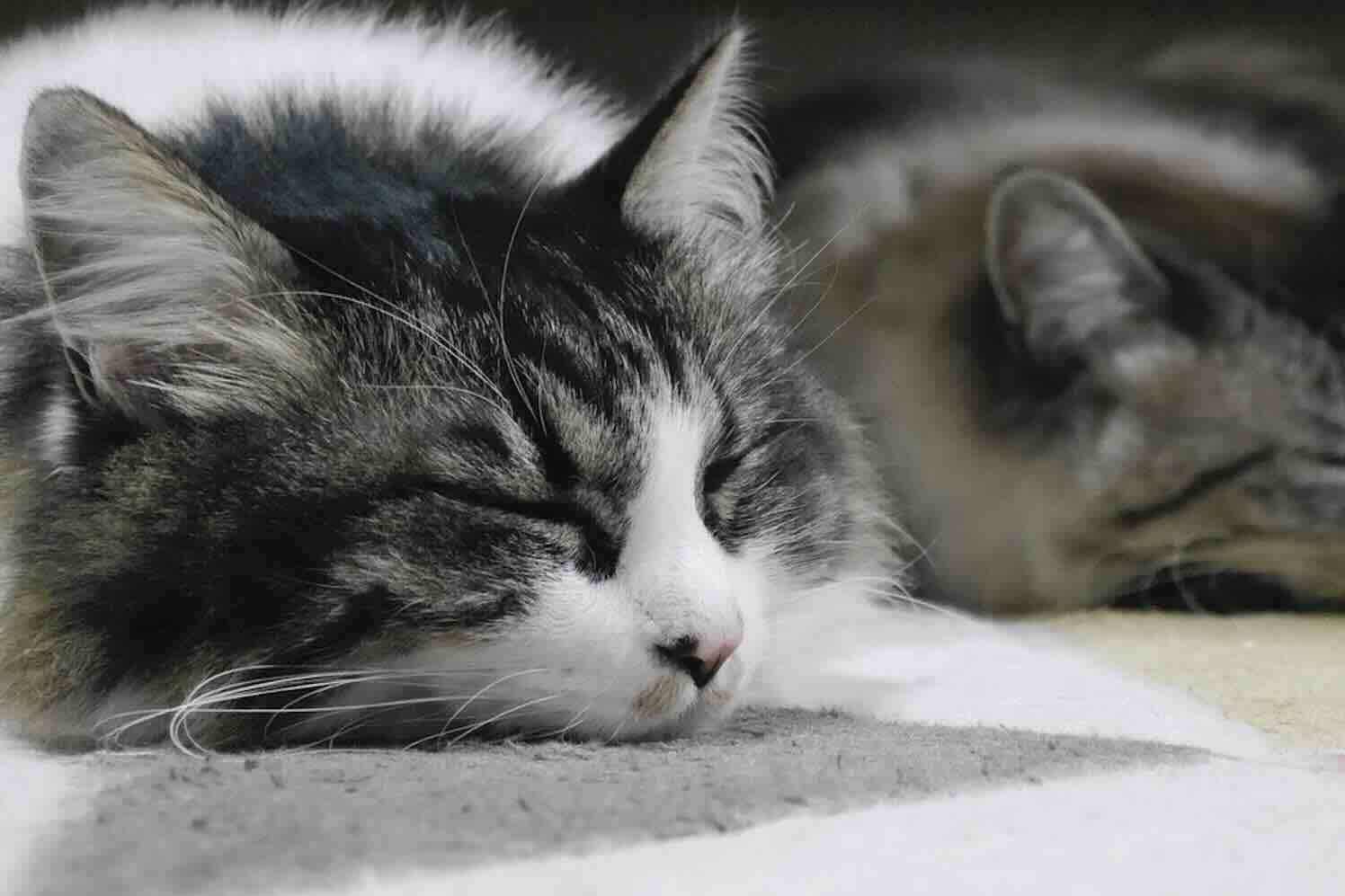 cat-comfortabel-wonen Groen wonen begint binnen én buiten