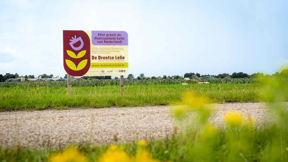 Drentse Lelie is duurzaamste leliebol