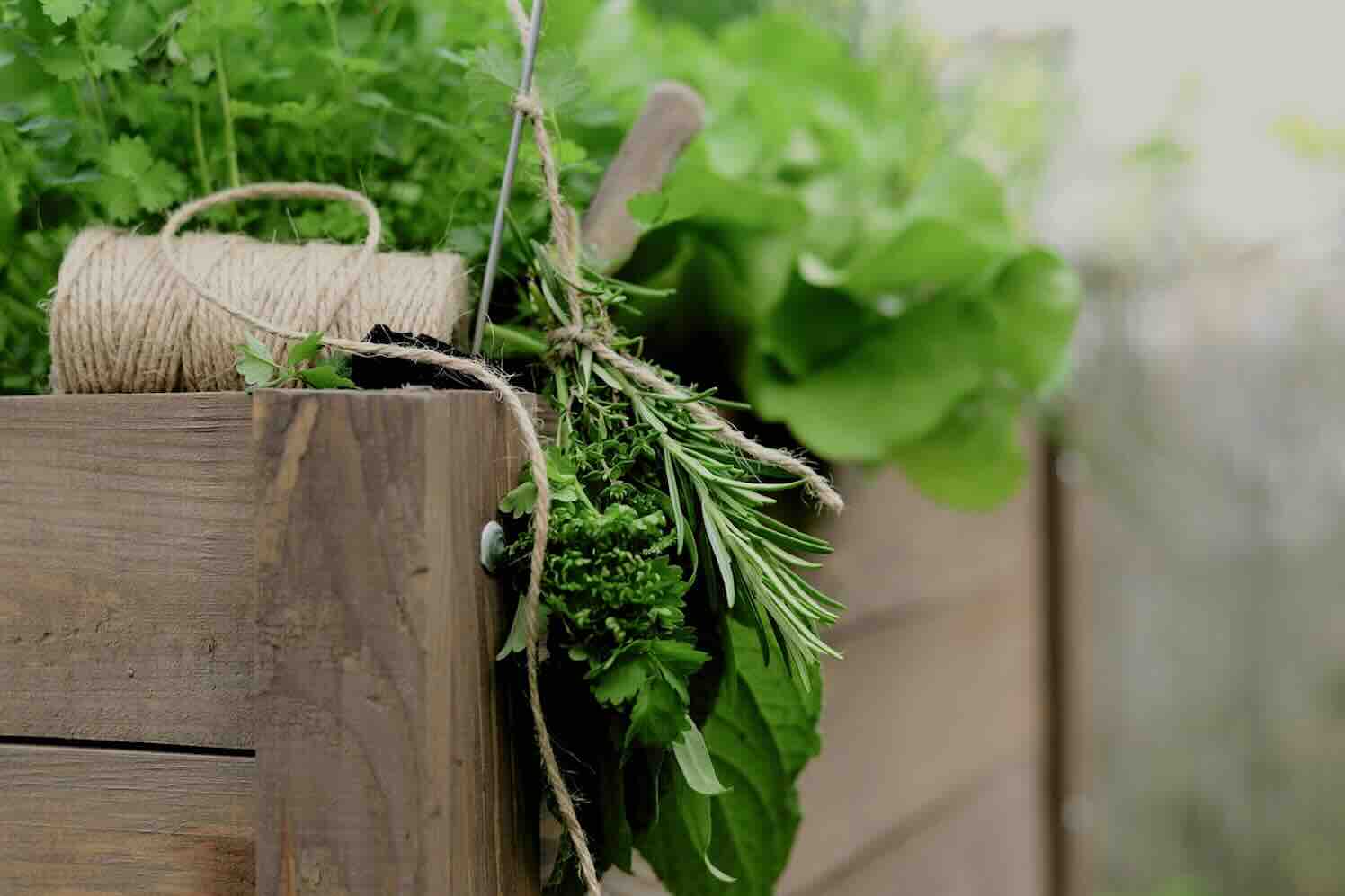 Lekkerste kruiden uit eigen border en pot