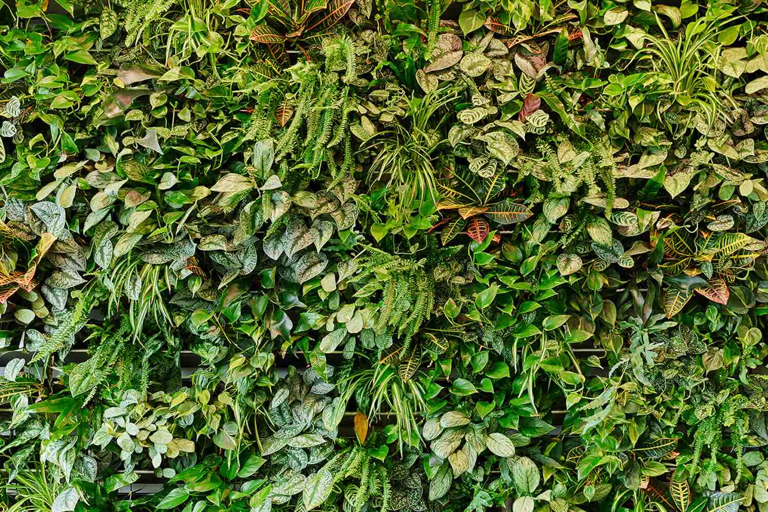 Groene wanden zijn duurzame blikvangers voor elke binnenruimte