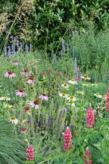 Lekkerste kruiden uit eigen border en pot
