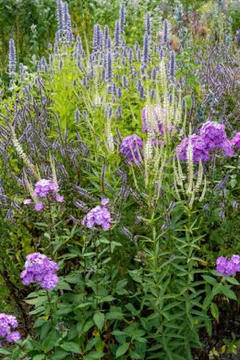 Lekkerste kruiden uit eigen border en pot