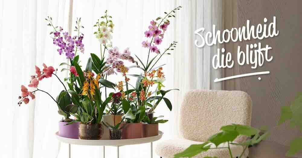 Header Orchids Info – 1 Op 4 september is het de Dag van de Orchidee 2025