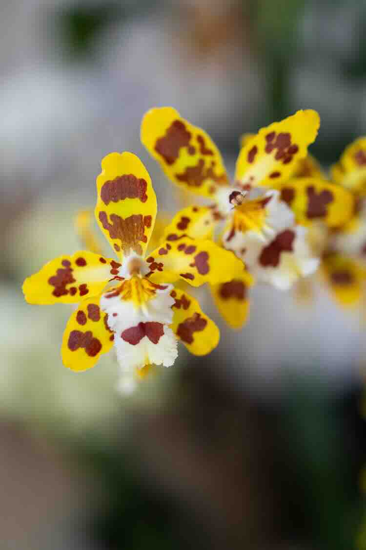 orchideedag-2025-03 orchideedag