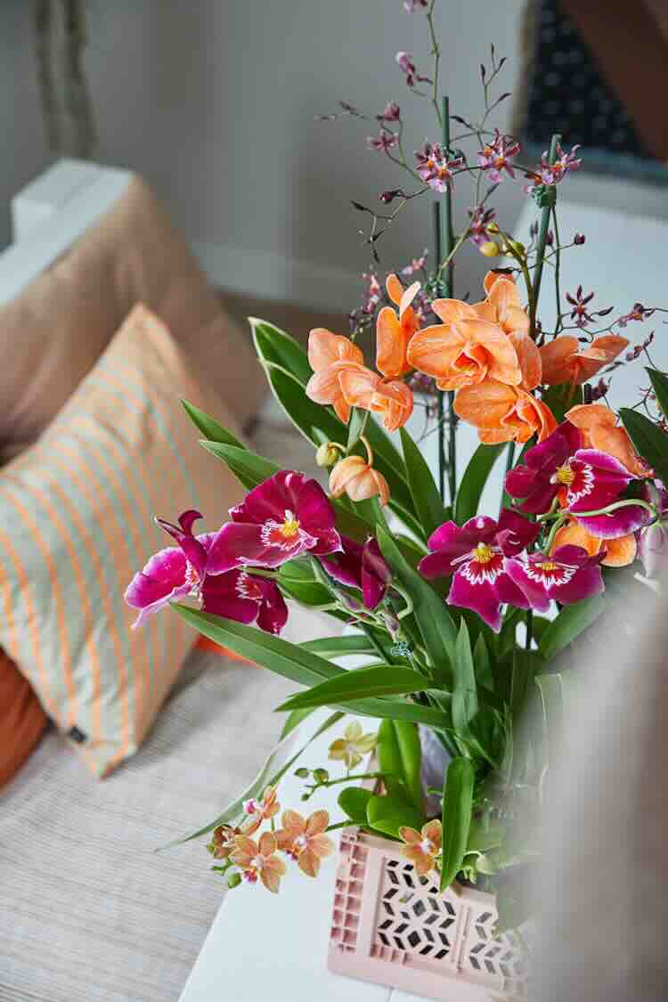 orchideedag-2025-04 orchideedag