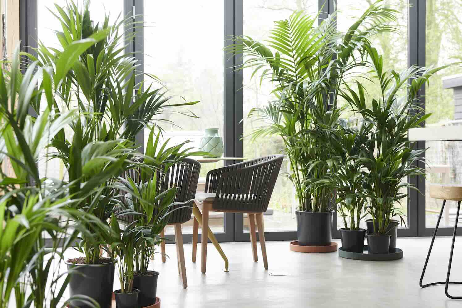 De prettige invloed van bloemen en planten op ons dagelijks leven