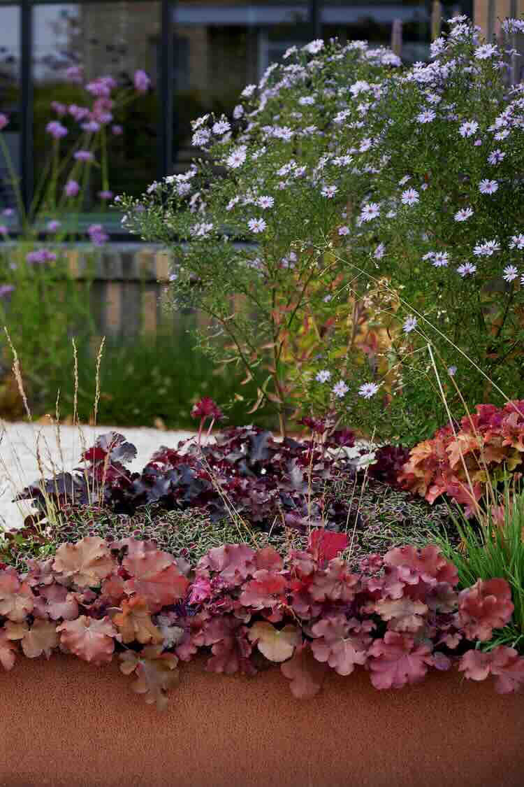 herfstrode-heuchera Wat heeft de nazomer voor ons in petto?