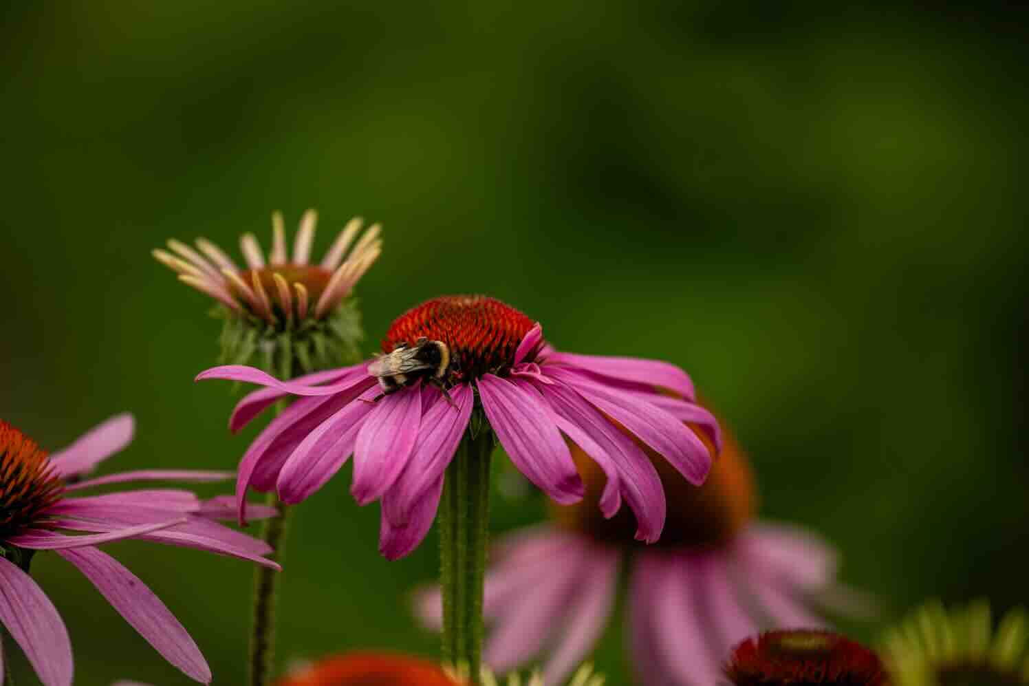 landbouwvernieuwing Op duurzame dinsdag 2025 presentatie nieuw landbouwmodel