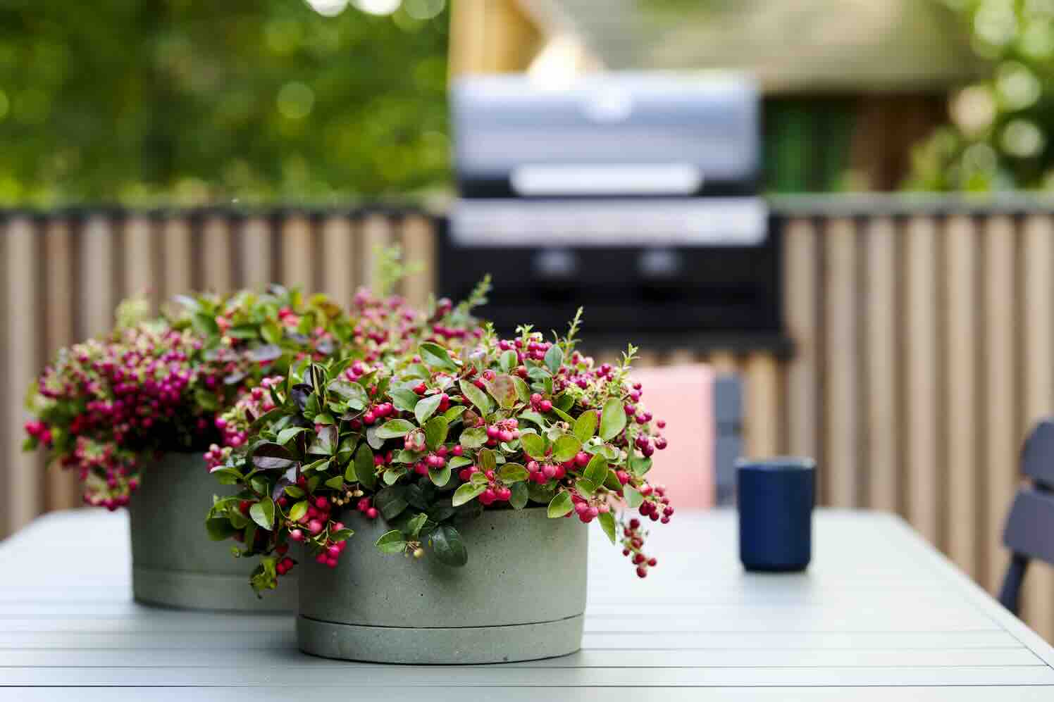 Oktober, in de tuin aan de slag