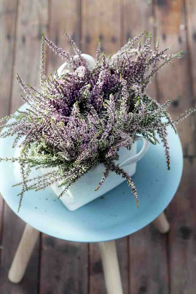 paarse-struikheide heide