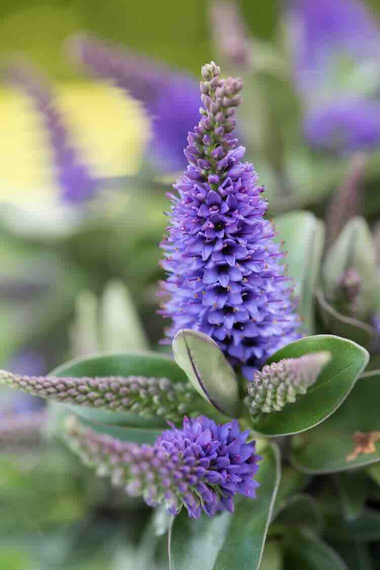 paarse-struikveronica hebe