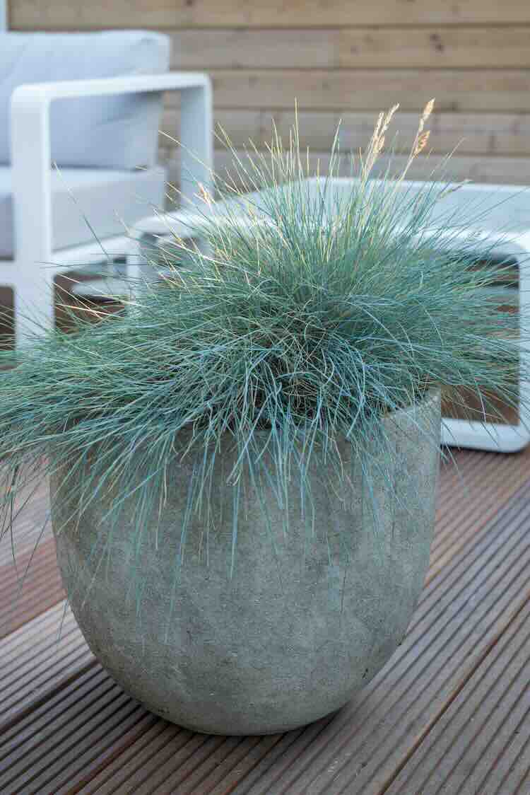 schapengras Festuca glauca