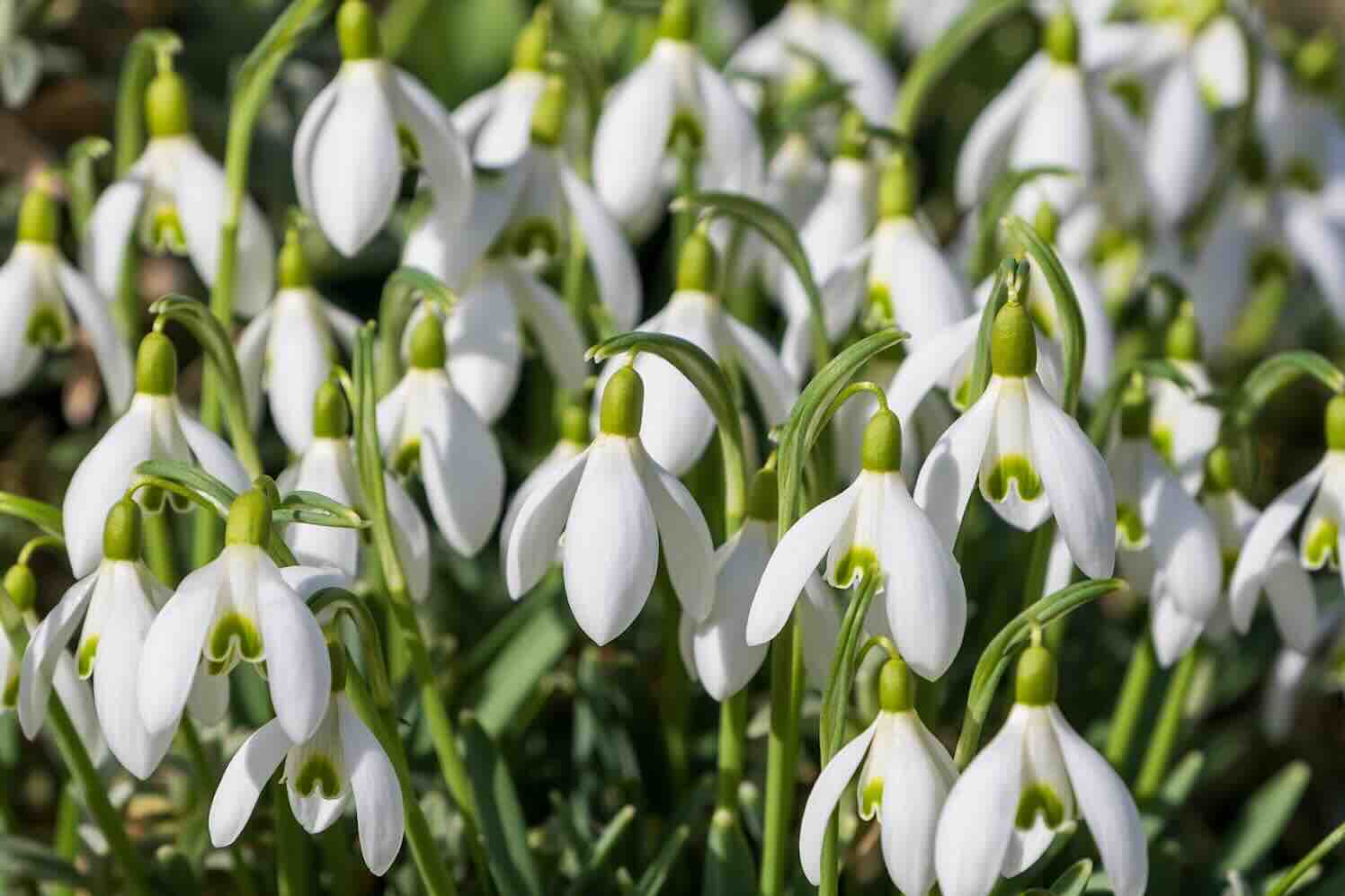 Galanthus is bloembol van het jaar 2025
